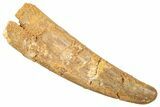Fossil Pterosaur (Siroccopteryx) Tooth - Morocco #248963-1